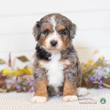How big do mini aussiedoodles get? Aussiedoodles Mini Moyen Size Bernedoodle And Aussiedoodles For Sale