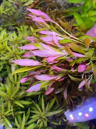 Image result for Ludwigia
