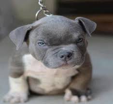 It is always a white pattern that is mixed with solid coloration of red, blue, grey, tan bucksin pitbull and black. 9 Things You Should Nose About The Blue Nose Pitbull Animalso