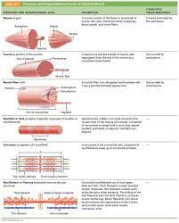 Pin By Kaveh Hatami On Histology Human Anatomy And Physiology Physiology Muscle Tissue