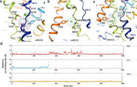 On solubility hydrogen bonding many organic acids and bases are only slightly or moderately polar and will often be insoluble in. The Structural Basis Of Function And Regulation Of Neuronal Cotransporters Nkcc1 And Kcc2 Communications Biology