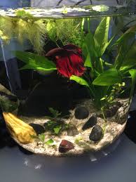 Pin By Krisztian Balazs On Halakak