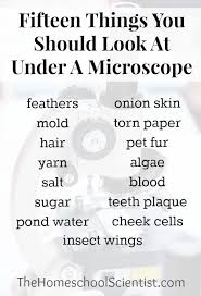 Looking At Things Under A Microscope Can Change Your Perspective And The Way Look At The World Here Are Learning Science Homeschool Science Elementary Science