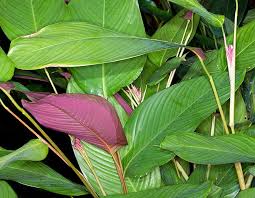 Image result for Marantochloa purpurea