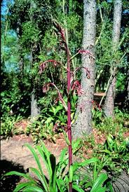 Image result for Beschorneria sp. (Biegel 5357)