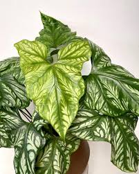 Image result for Cercestis congensis