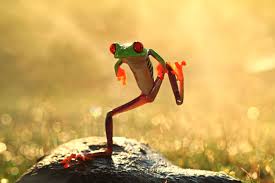 Austin thomas/comedy wildlife photography awards. 50 Funny Animal Pictures Cute Photos Of Wild Animals