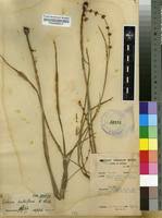 Image result for Scleria bulbifera