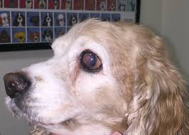 Glaucoma or elevated pressure in the eye can be very painful to the dog. January Is Glaucoma Awareness Month Aera Blog