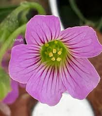 Image result for Oxalis purpurascens