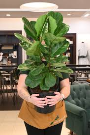 Image result for Ficus lyrata