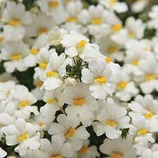 Sunsatia Coconut Nemesia Hybrid Nemesia Flowers Coconut Flower Hanging Flower Baskets