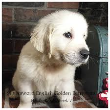 We are golden retriever breeders who breed puppies from parents that are heavily titled in either conformation or obedience (most have titles in both), are health tested, and have great pedigrees and fantastic temperaments. Silversword English Golden Retrievers Silversword Akc Registered English Golden Retrievers