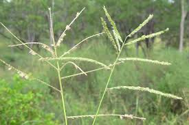 Image result for Urochloa umbellata