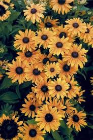 Flowers Yellow Wallpaper Iphone 67 Ideas Sunflower Wallpaper Flower Wallpaper Cute Wallpapers