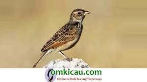 Maybe you would like to learn more about one of these? Branjangan Ciri Khusus Habitat Penyebaran Dan Perawatan Umum Om Kicau