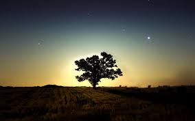 Tlcharger Fond D Ecran Arbre Nuit Star Sombre Fonds D Ecran Gratuits Pour Votre Rsolution Du Bureau 1680x1050 I Photos Paysage Image De Fond Fond Ecran