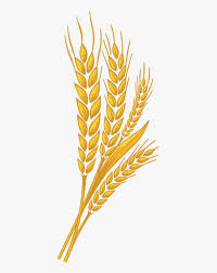 photo Wheat Png Transparent