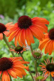 Coneflower Varieties Colorful Echinacea Flowers For Summer Garden Design Flower Garden Design Beautiful Flowers Garden Design
