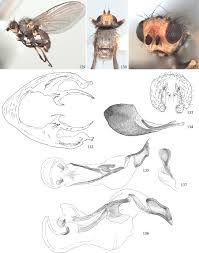 Image result for phytomyza gymnostoma