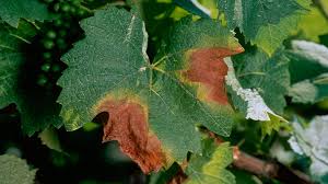 Des réponses aux questions fréquemment posées sur la maladie, les symptômes et le traitement se trouvent ici. Maladie Vigne Maladie Feuille Vigne Maladie Cryptogamique Syngenta