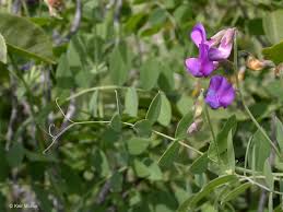 Image result for Lathyrus