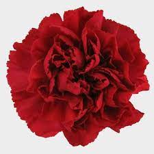 Wedding and bulk flowers online 24/7 available. Wholesale Flowers Bulk Flowers Online Blooms By The Box