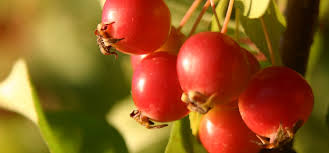 Maybe you would like to learn more about one of these? The Many Benefits Of Growing Crab Apples
