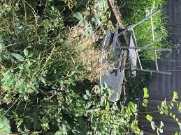 We did not find results for: Seriously Overgrown Garden Please Help Bbc Gardeners World Magazine