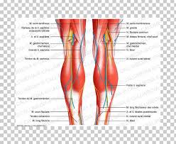 Dislocation of the long head of biceps tendon is a common shoulder injury. Knee Human Body Anatomy Tendon Ligament Png Clipart Abdomen Anatomy Apparatus Arm Blood Vessel Free Png