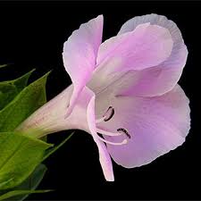 Image result for Barleria holubii