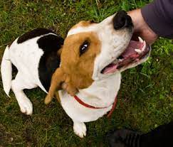 Do You Know How To Pet A Dog Techniques Dogs Will Love