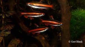 Nannostomus mortenthaleri, commonly known as the coral red pencilfish, is a freshwater species of fish belonging to the characin family lebiasinidae. Nannostomus Mortenthaleri Aquainfo