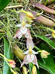 Image result for Bulbophyllum sandersonii