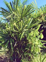Suri yani 17.166 views2 year ago. Anak Pokok Daun Palas Untuk Buat Ketupat Atau Hiasan Shopee Malaysia