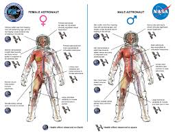 526 3d anatomy models available for download. Study Investigates How Men And Women Adapt Differently To Spaceflight Nasa