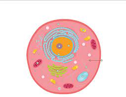 Printout label the animal cell diagram using the glossary of animal cell terms. Animal Cell Science Quiz