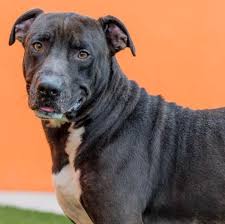 Black And White American Bulldog Mix Pin On Adoptable Dogs