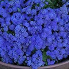 Floss Flower Care How To Grow Ageratum Houstonianum Mosquito Repelling Plants Annual Bedding Plants Planting Flowers