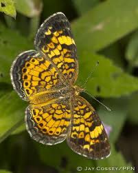 Pearl Crescent Female Dorsal R4226 Omaha Nebraska Pfn Borboletas Raras Borboletas Borboleta