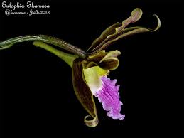 Image result for Eulophia seleensis