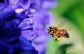 Avec leur trompe, elles aspirent le nectar avalé par les abeilles devient du miel. La Pollinisation Expliquee A Ma Fille Oui Le Magazine De La Ruche Qui Dit Oui