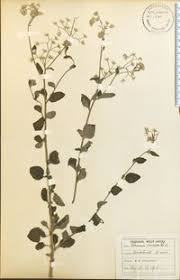 Image result for Vernonia cinerea