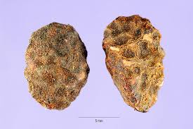 Image result for Landolphia owariensis