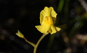 Image result for Utricularia