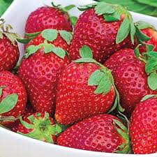 Gurney S Earliglow Junebearing Strawberry Bareroot Plants 25 Pack 13841 In 2020 Strawberry Plants Everbearing Strawberries Strawberry