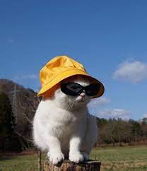 Pins Tookiex Cat Wearing A Bucket Hat And Sunglasses Catlogo Cat Aesthetic Animals Cute Animals