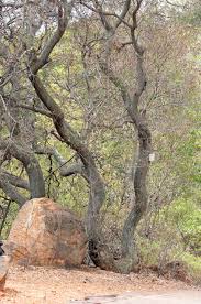 Image result for Galpinia transvaalica