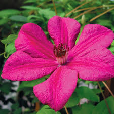 Maybe you would like to learn more about one of these? Clematis Kardinal Wyszynski Clearview Horticultural Products