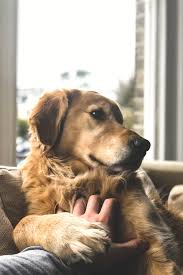 Staying At Home Made Easy In 2020 Dog Instagram Captions Dog Pictures Dog Life